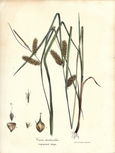 大き目　1840年代　アンティークボタニカルアート　ニューヨーク植物誌　カヤツリグサ科スゲ属　手彩色