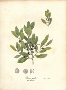 大き目　1840年代　アンティークボタニカルアート　ニューヨーク植物誌　インクベリー　モチノキ属　手彩色　葉っぱ