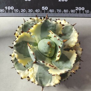 【蒼竜園】165アガベ チタノタ agave イシスメンシス 兜蟹錦 台湾株 強棘 特選極美株の画像4