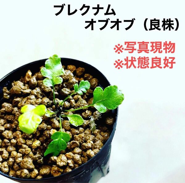 ◆ブレクナム・オブツサタムvarオブツサタム #植物さかな屋　パルダリウム