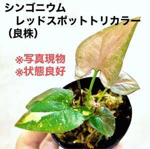 ◆シンゴニウムレッドスポットトリカラー #植物さかな屋　観葉植物　パルダリウム
