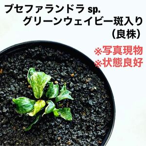 ◆ブセファランドラグリーンウェイビー斑入り　#ブセさかな屋　パルダリウム Bucephalandra ブセファランドラ