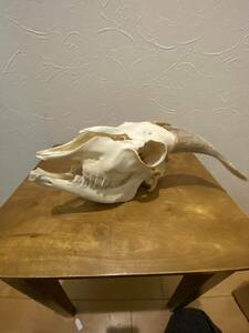 ヤギ　頭骨標本　下顎前歯無し　32cm 