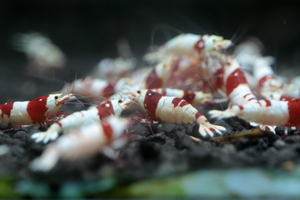 ☆Red Star Shrimp☆レッドビー２０匹の出品　発送日は28日指定