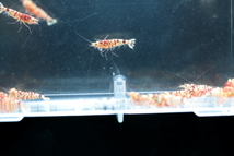 ☆Red Star Shrimp☆最短出品赤太極18匹保障込み　発送日1日限定_画像6