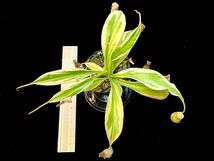 【希少】ネペンテス アラタ 斑入り Nepenthes alata variegata ウツボカズラ 一正園由来 [検:ドロセラ サラセニア 食虫植物 ハエトリソウ]_画像1
