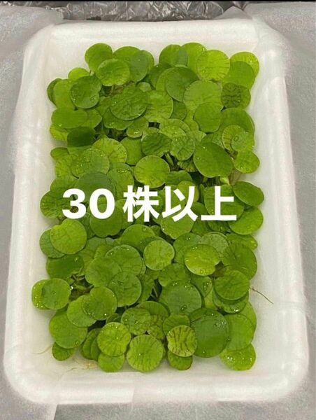 浮草・水草　アマゾンフロッグピット　30株　損はさせませ〜ん(o^^o)