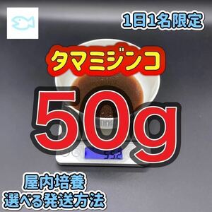 タマミジンコ 50g めだか ベタ 金魚 などの餌に 1日1名限定　高品質、最安値を心がけております。※相場によって料金は変動します　