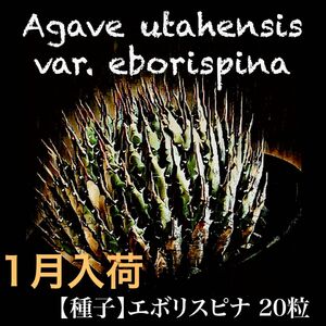 【 種子 】Agave utahensis var. eborispina （アガベ・ユタエンシス・エボリスピナ）あ