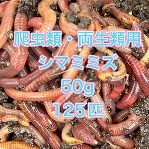 爬虫類両生類用シマミミズ 50グラム 125匹