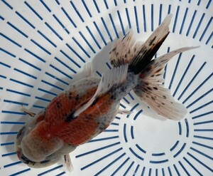 6◆弥富有名養魚場産 変わり東錦◆3歳 14.5cm雌◆同日落札3以上送料無料(一部地域ご負担有,説明文参照),発送不可地域あり