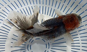 8◆弥富有名養魚場産 変わり東錦◆3歳 15.5cm雄◆同日落札3以上送料無料(一部地域ご負担有,説明文参照),発送不可地域あり