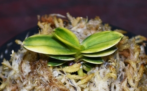  orchid .. riches and honours orchid [ peach mountain .]7 sheets leaf length raw orchid spring orchid China orchid bonsai Orient orchid 