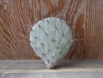 ウチワサボテン オプンチア アズレア　Opuntia azurea　紫サボテン　カット苗　Opuntia　団扇サボテン_画像1