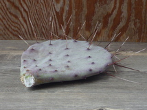 ウチワサボテン オプンチア アズレア　Opuntia azurea　紫サボテン　カット苗　Opuntia　団扇サボテン_画像4