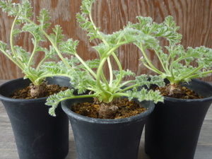 ペラルゴニウム アペンディクラーツム　Pelargonium appendiculatum　実生苗　３株セット　塊根