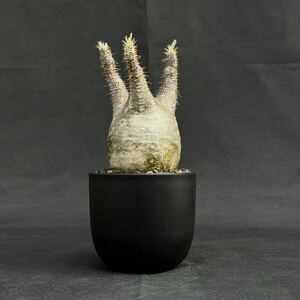 Pachypodium rosulatum var. gracilius / パキポディウム グラキリス 【発根済】 象牙宮 / グラキリウス パキプス マカイエンセ 