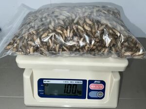 【セール品】冷凍ヨーロッパイエコオロギ　サイズ:ML 1kg 約3300匹程 送料無料