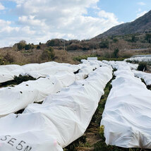 愛媛県産　せとかみかん　訳アリA品　ご家庭用　10kg　農家直送　送料無料　大三島　福本農園　みかん　露地　えひめ_画像6