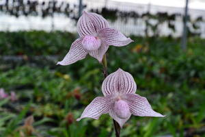 II-19 Paph. Wolwense 'Alpha' (niveum x rothschildianum)洋蘭 交配種 パフィオ　(R6.00324-II) 