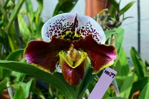 HH-27 Paph. Cocoa Motto Kitty x Paph. Personality 'Plus' HCC/AOS　洋蘭 交配種 パフィオ　(R6.0303-HH) 