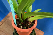 II-20 Paph. villosum var boxalii fma. atratum x sib.　開花中　洋蘭 原種 パフィオ　(R6.00324-II) _画像3