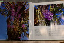 II-47　Wild Orchids In Myanmar Last Paradise of Wild Orchids　ミャンマーの野生蘭・第2巻　洋蘭 中古書籍 　(R6.0324-II 本 他) _画像7