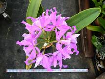 II-1 C. maxima 'Grande' (concolor x S/A 'La Pedrena' SM/JOGA)　洋蘭 原種 カトレア　(R6.00324-II) _画像8