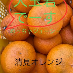 大玉の清見オレンジ　紀州和歌山下津産　５キロ 良品訳あり混合５キロ