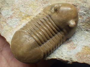巣穴ロシア　希少種　Onchometopus volborthi　三葉虫化石0312