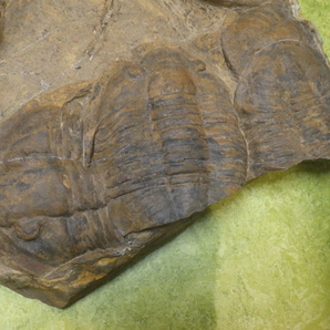 巣穴モロッコ 希少13体 Asaphellus tataensis 三葉虫化石0314の画像4