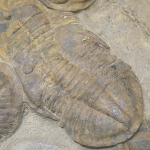 巣穴モロッコ 希少13体 Asaphellus tataensis 三葉虫化石0314の画像6