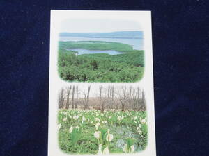 北海道の官製絵葉書　湿原と水芭蕉