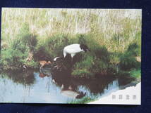 釧路湿原　タンチョウの親子_画像1