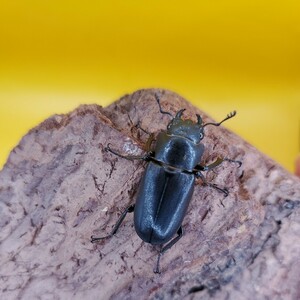 綺麗なブルー血統♀2匹【紫青わたくわ様血統】メタリフェルホソアカ3月15日発送限定メタリフェルホソアカクワガタ　