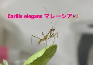 Caliris elegans マレーシア産　初令幼虫8匹セット　カリリス　カマキリ　※サービスあり※補償あり　カマキリ株式会社