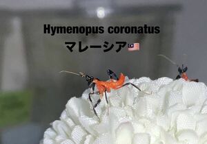 Hymenopus coronatus マレーシア産　初令7匹セット　ハナカマキリ　カマキリ　※補償あり　カマキリ株式会社