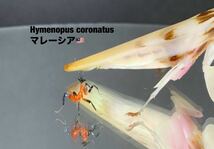 Hymenopus coronatus マレーシア産　初令7匹セット　ハナカマキリ　カマキリ　※補償あり　カマキリ株式会社_画像2