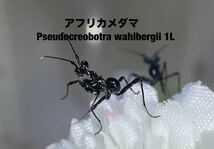 Pseudocreobotra wahlbergii タンザニア産　　初令5匹セット　アフリカメダマ　カマキリ　※サービスあり　※補償あり　カマキリ株式会社_画像4