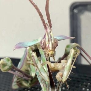 Idolomantis diabolica タンザニア産  初令幼虫7匹セット ニセハナマオウ カマキリ ※サービスあり ※補償あり カマキリ株式会社の画像7