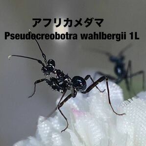 Pseudocreobotra wahlbergii タンザニア産  初令5匹セット アフリカメダマ カマキリ ※サービスあり ※補償あり カマキリ株式会社の画像4