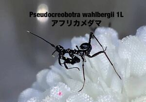 Pseudocreobotra wahlbergii タンザニア産　　初令5匹セット　アフリカメダマ　カマキリ　※サービスあり　※補償あり　カマキリ株式会社