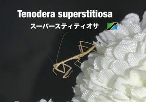 珍種　Tenodera superstitiosa タンザニア産　初令8匹セット　スーパースティティオサ　カマキリ　※補償あり　カマキリ株式会社