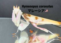 Hymenopus coronatus マレーシア産　2令幼虫5匹セット　ハナカマキリ　カマキリ　※補償あり　カマキリ株式会社_画像5