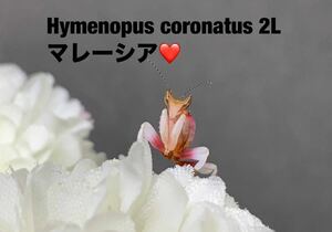 Hymenopus coronatus マレーシア産　2令幼虫5匹セット　ハナカマキリ　カマキリ　※補償あり　カマキリ株式会社