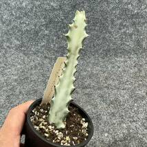 【15鉢まとめて・まるごと発送】ユーフォルビア・ホワイトゴースト/Euphorbia lactea White Ghost/ 3.5号鉢 【現品】24-3-1-14 _画像4