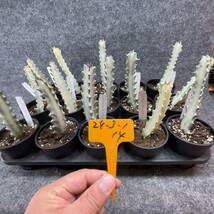 【15鉢まとめて・まるごと発送】ユーフォルビア・ホワイトゴースト/Euphorbia lactea White Ghost/ 3.5号鉢 【現品】24-3-1-14 _画像3