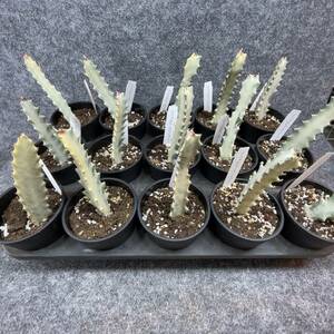 【15鉢まとめて・まるごと発送】ユーフォルビア・ホワイトゴースト/Euphorbia lactea White Ghost/ 3.5号鉢 【現品】24-3-3-22