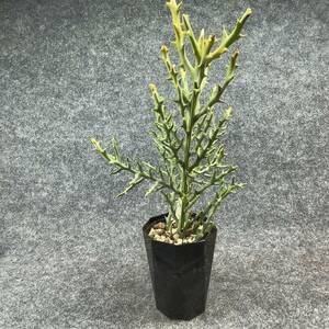 【鉢ごと発送】ユーフォルビア・ステノクラーダ/Euphorbia stenoclada/ 4号鉢 【現品】24-3-3-07