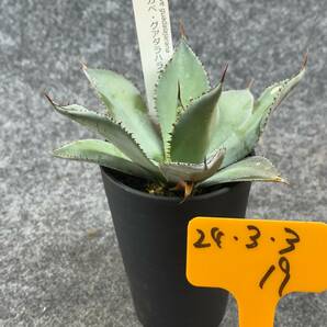 【鉢ごと発送】アガベ・グアダラハラナ / Agave guadalajarana / 3.5号鉢 /【現品】アガベ・サボテン・多肉植物 / 24-3-3-19の画像5